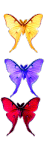 butterfly.gif